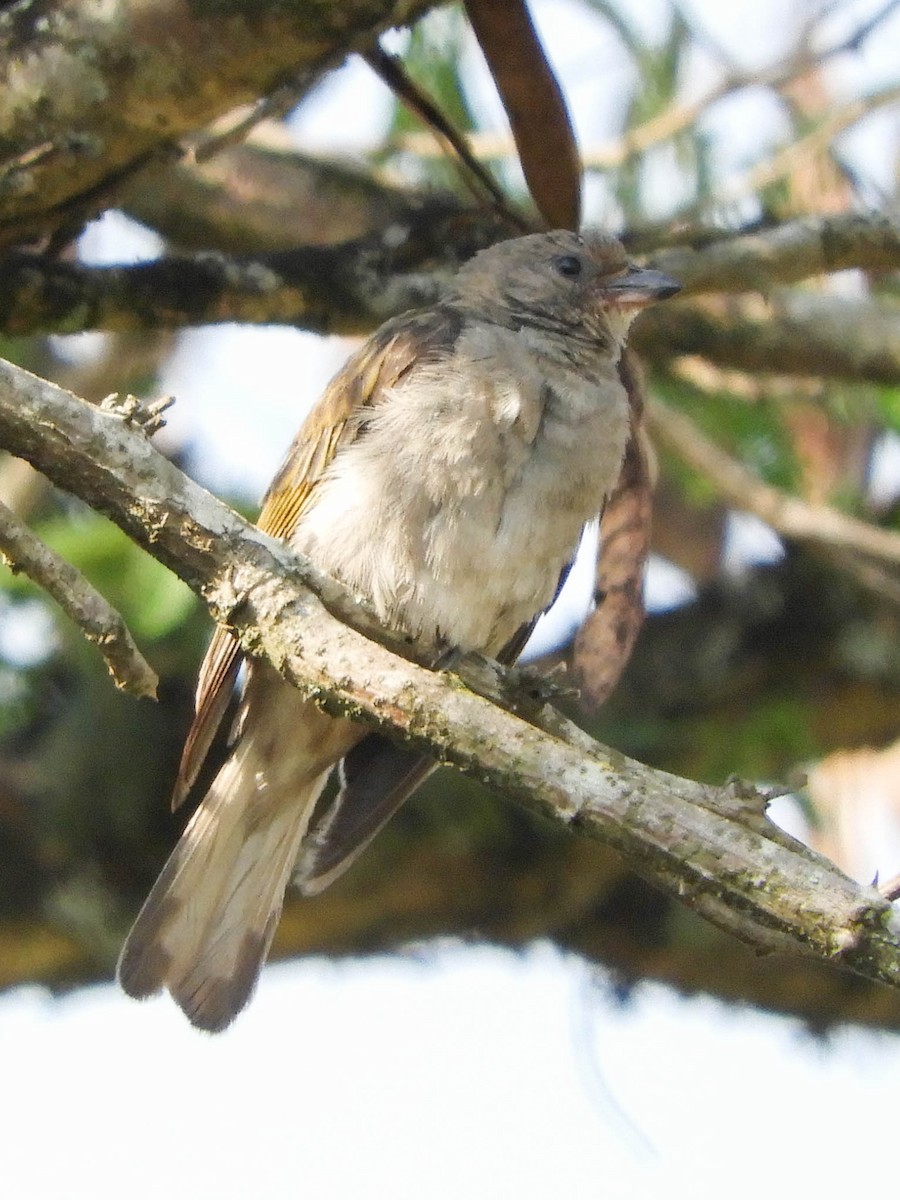 Lesser Honeyguide (Lesser) - ML653879434