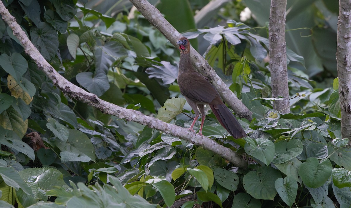 Chachalaca Guayanesa - ML653880213