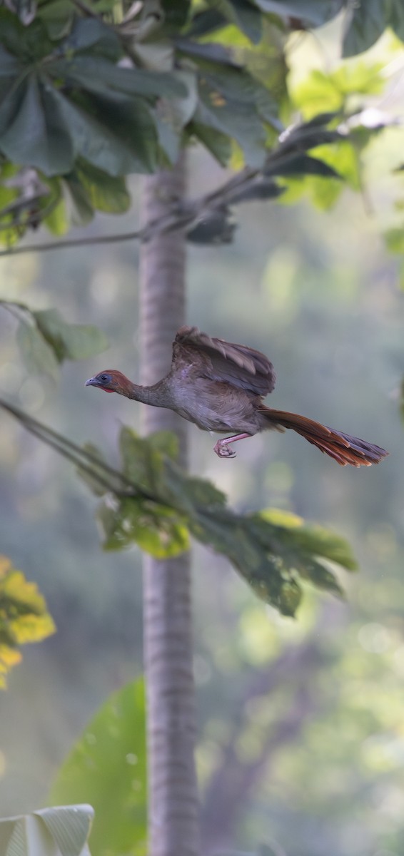Chachalaca Guayanesa - ML653880214