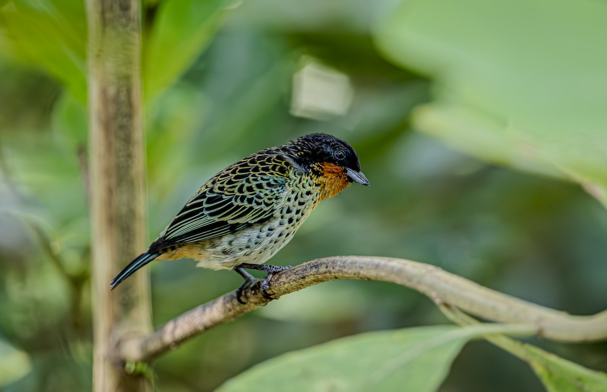 Rufous-throated Tanager - ML653880256