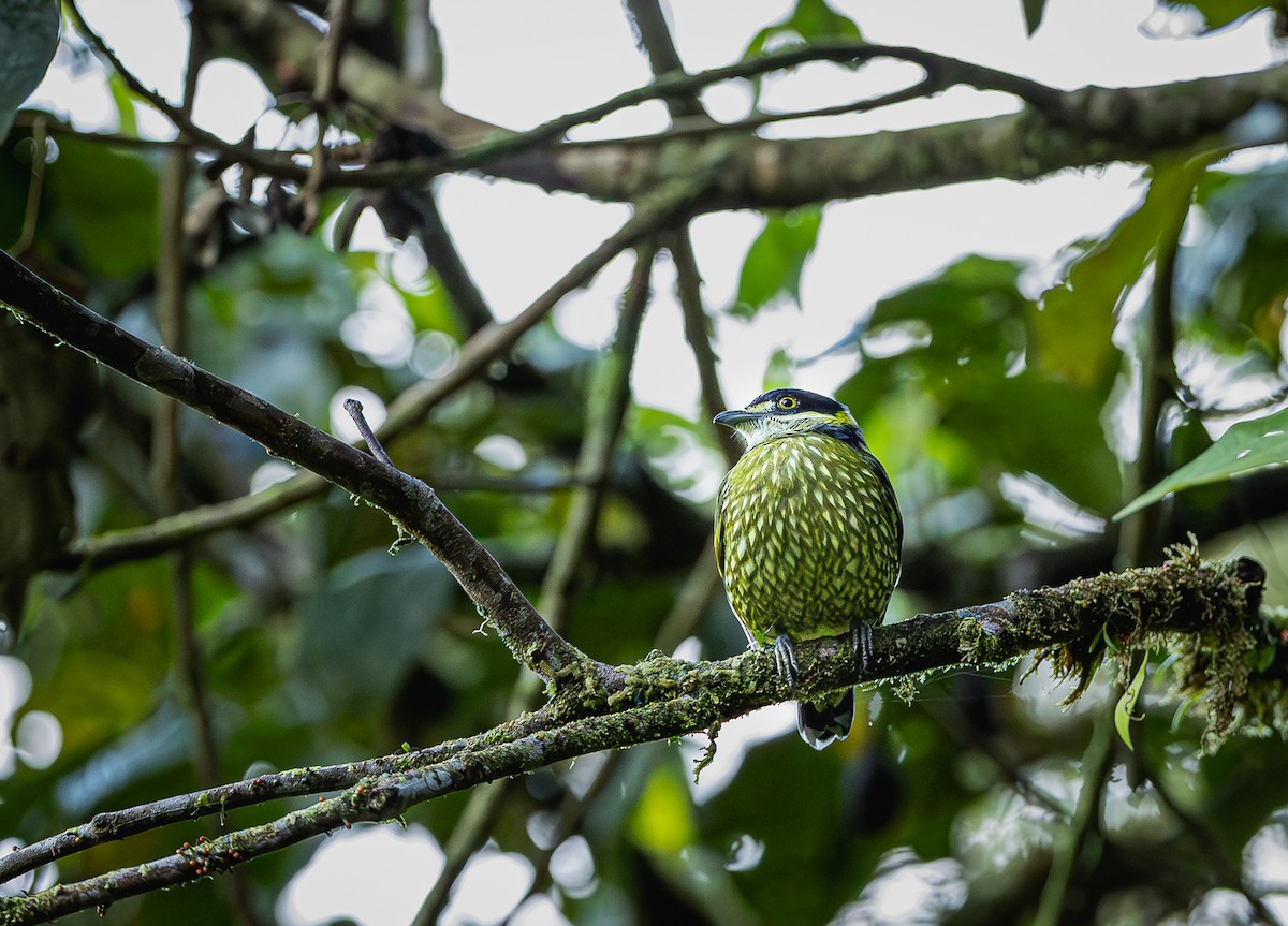 Scaled Fruiteater - ML653880341