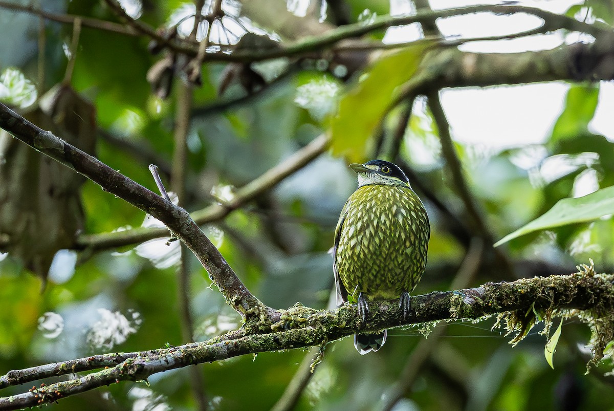 Scaled Fruiteater - ML653880343