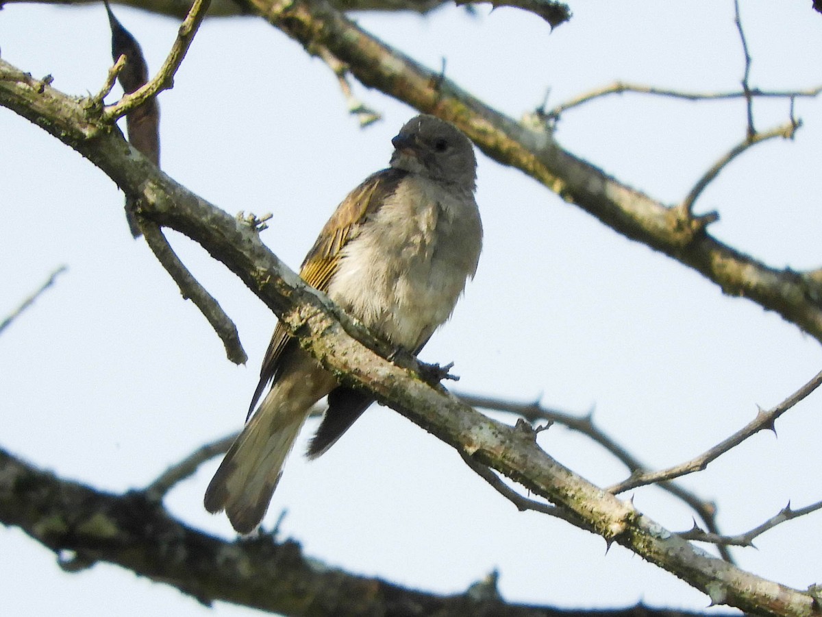 Lesser Honeyguide (Lesser) - ML653880730