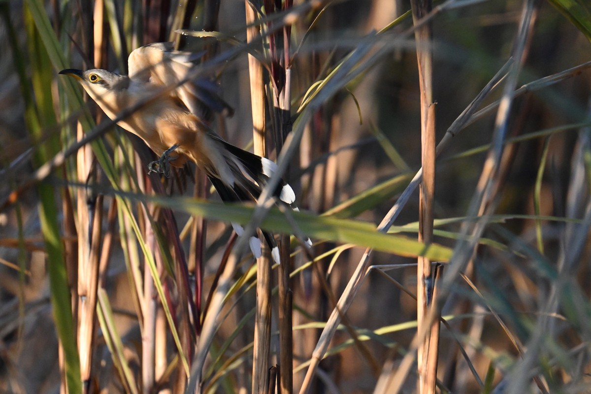 Mangrove Cuckoo - ML653880912