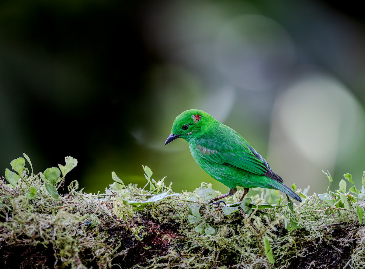 Glistening-green Tanager - ML653880953