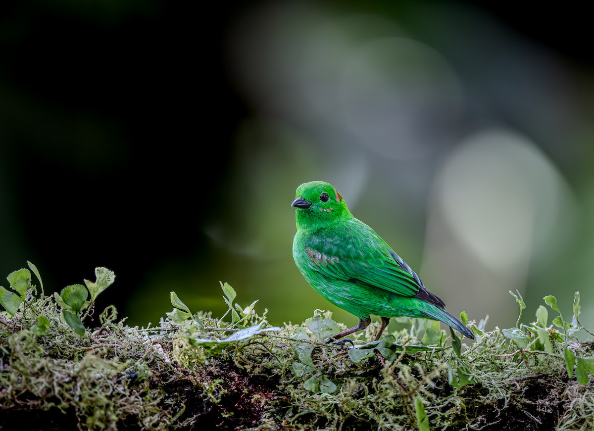 Glistening-green Tanager - ML653880954