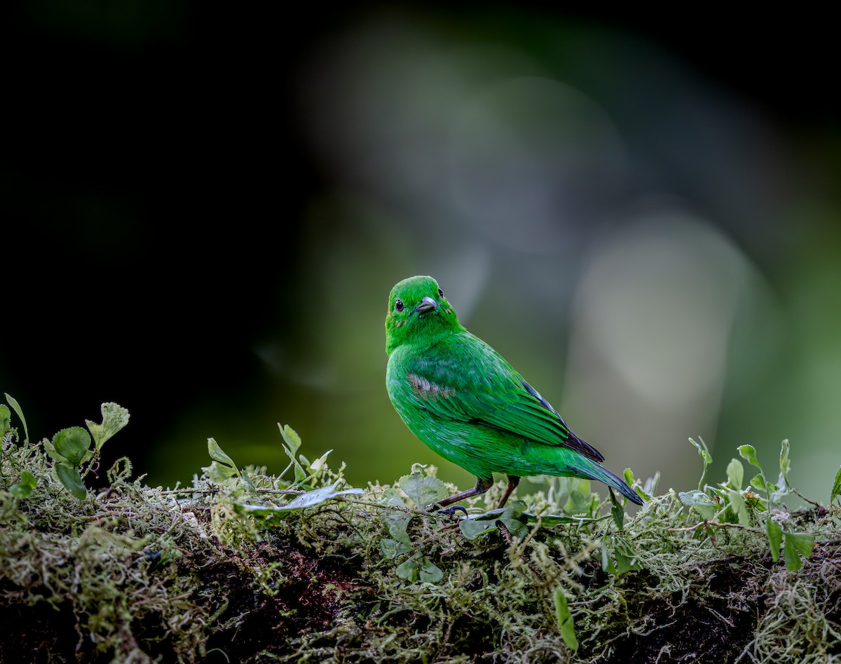 Glistening-green Tanager - ML653880955