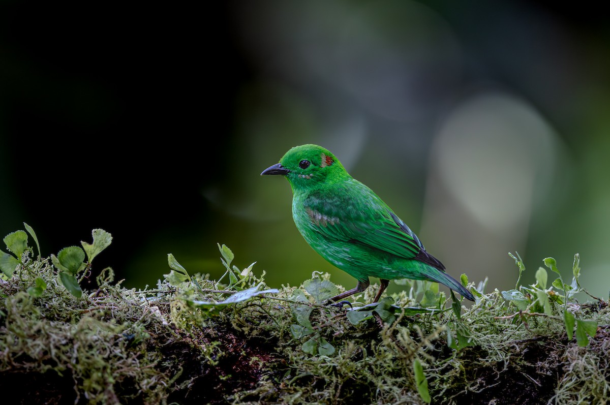 Glistening-green Tanager - ML653880956