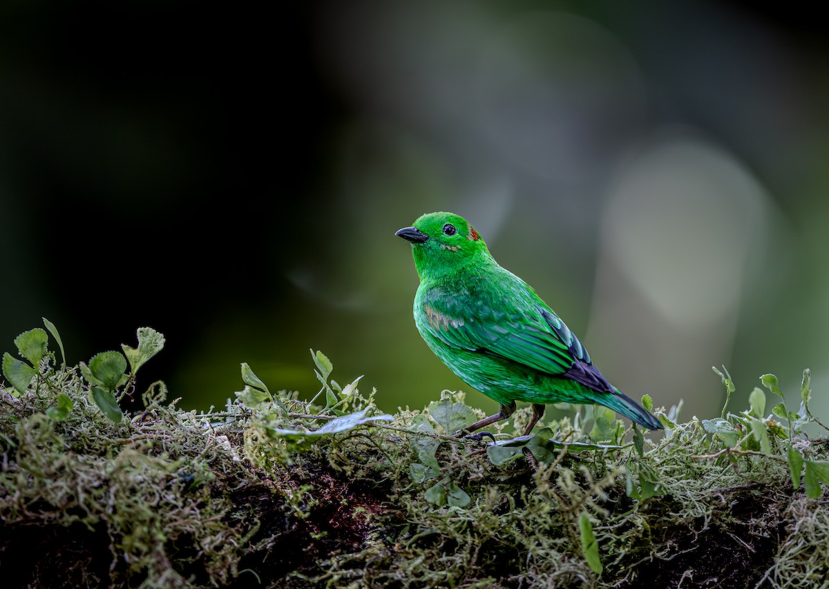Glistening-green Tanager - ML653880957