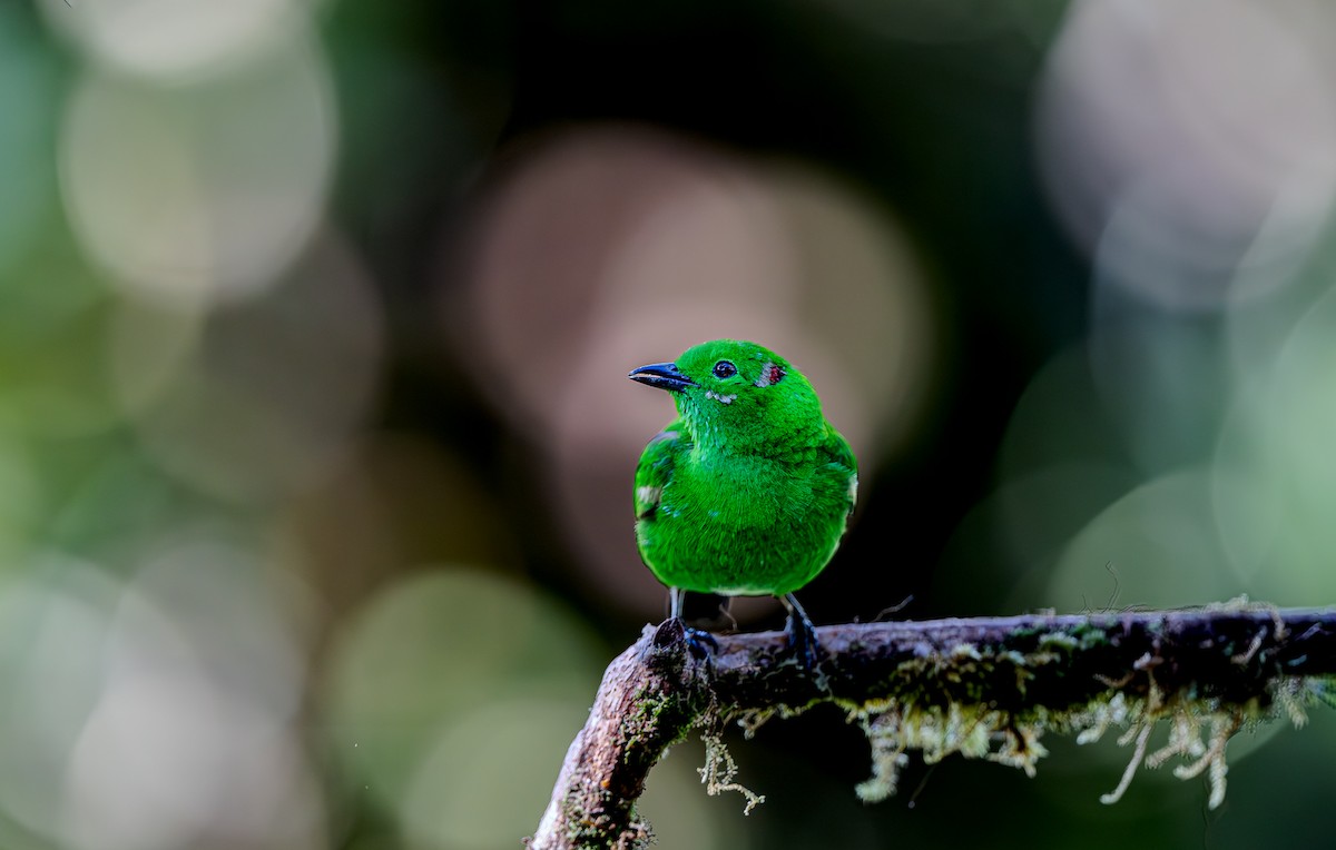 Glistening-green Tanager - ML653880958
