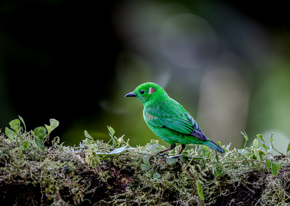 Glistening-green Tanager - ML653880959