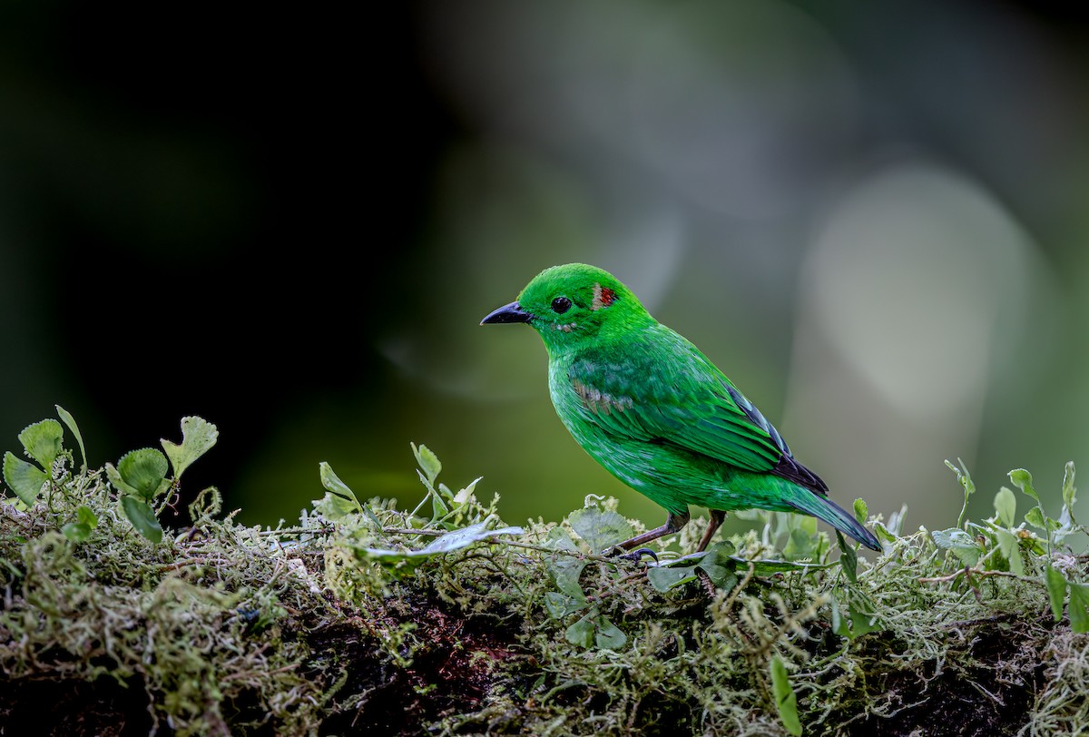 Glistening-green Tanager - ML653880960