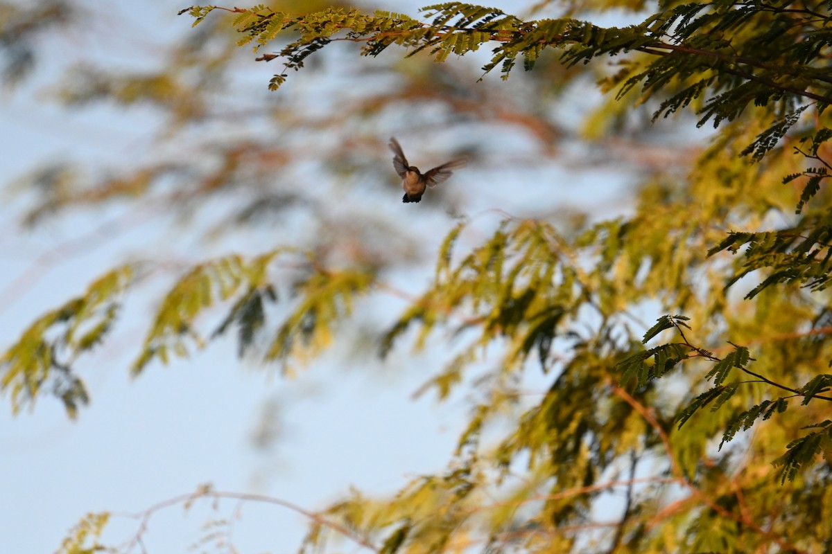 Plain-capped Starthroat - ML653880988