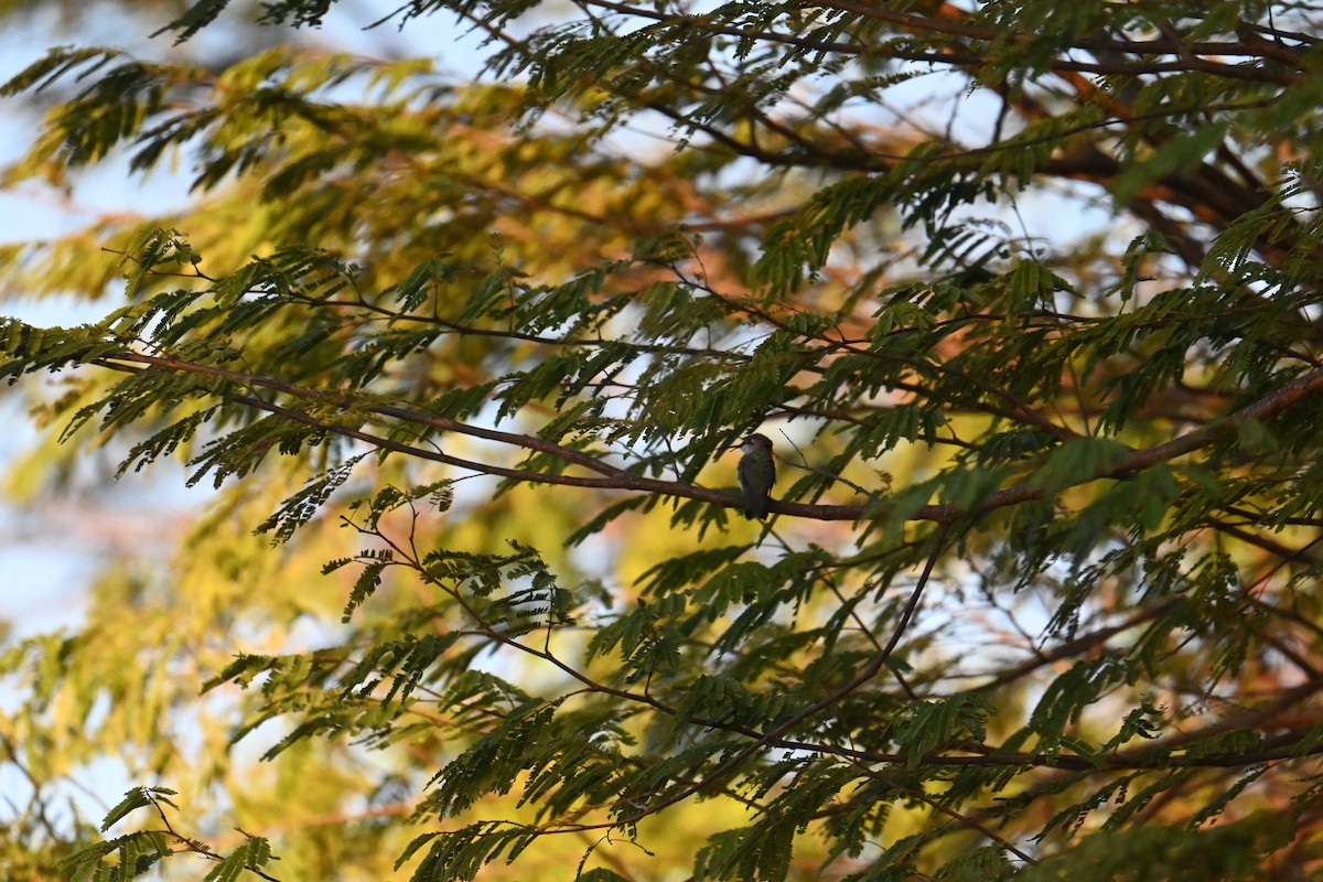 Plain-capped Starthroat - ML653880989