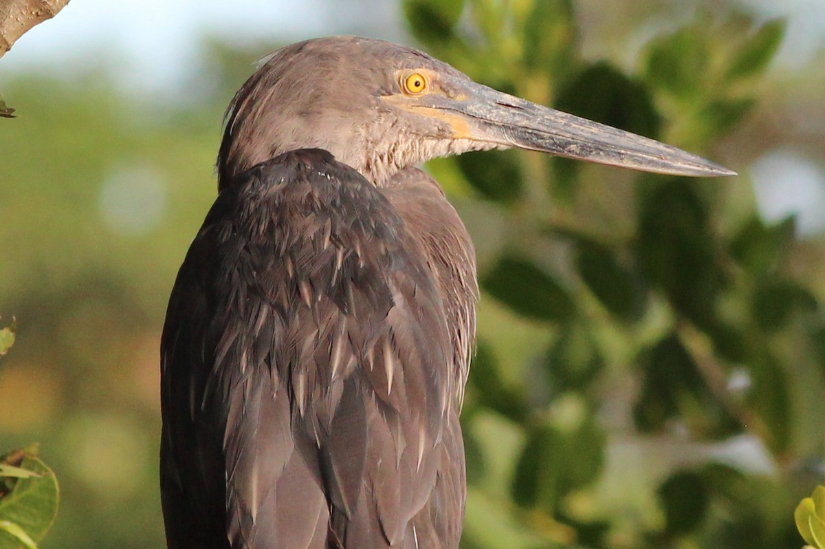 Great-billed Heron - Gary Leavens