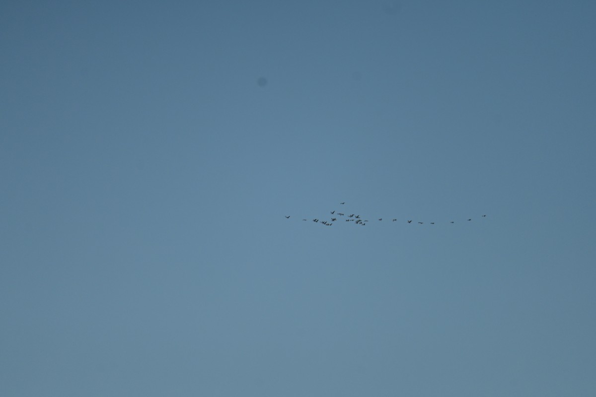 Brown Pelican - ML653881060