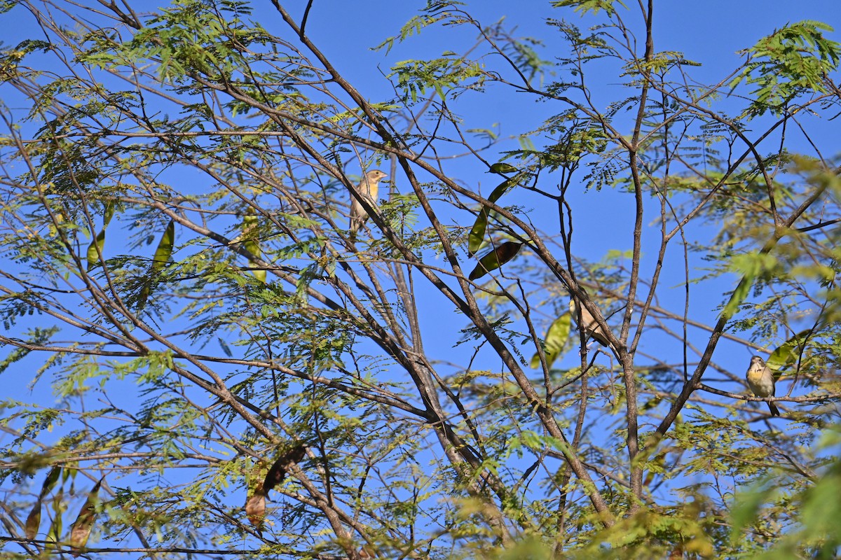 Dickcissel - ML653881139