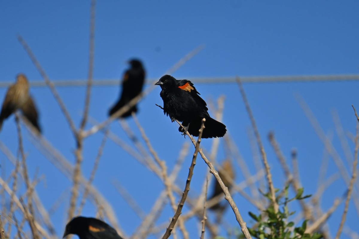 Red-winged Blackbird - ML653881172