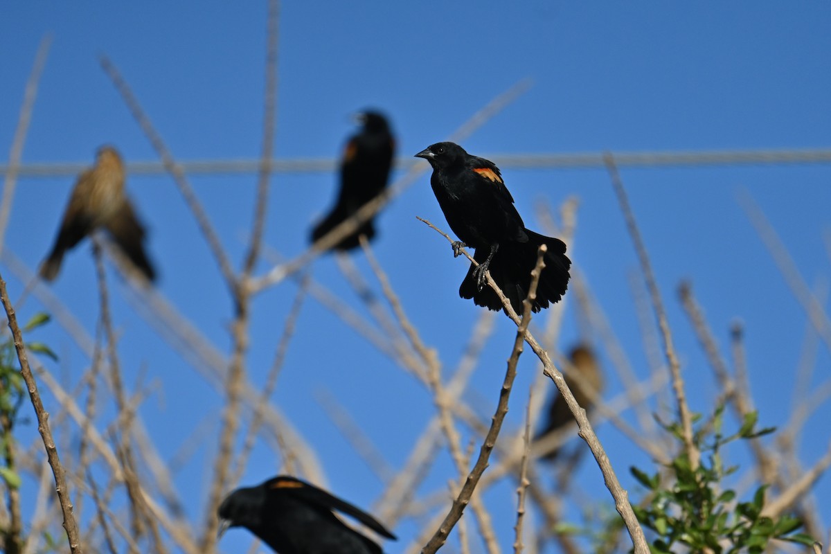 Red-winged Blackbird - ML653881173