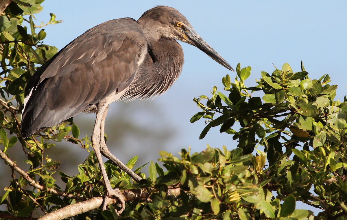 Great-billed Heron - ML65388121