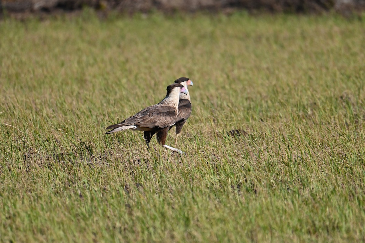 Crested Caracara - ML653881297