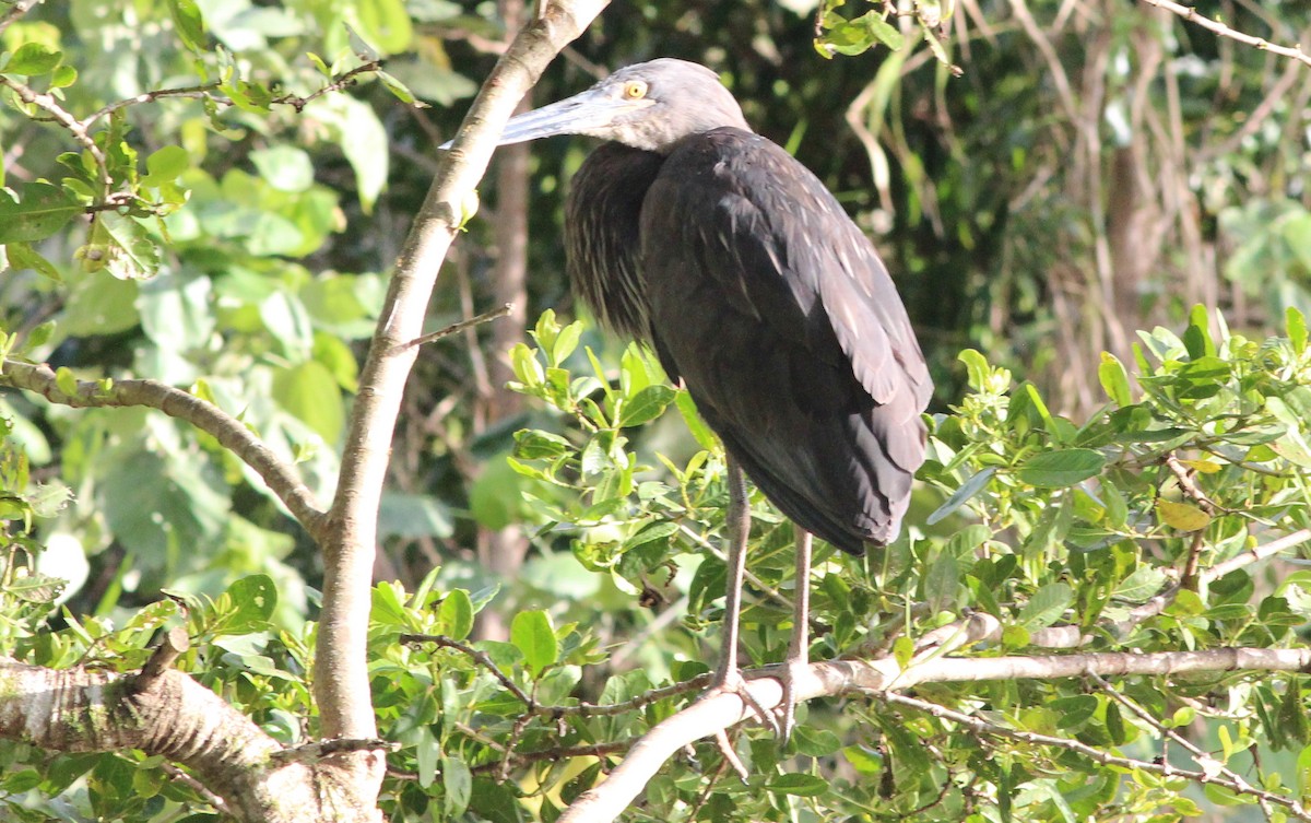 Great-billed Heron - Gary Leavens