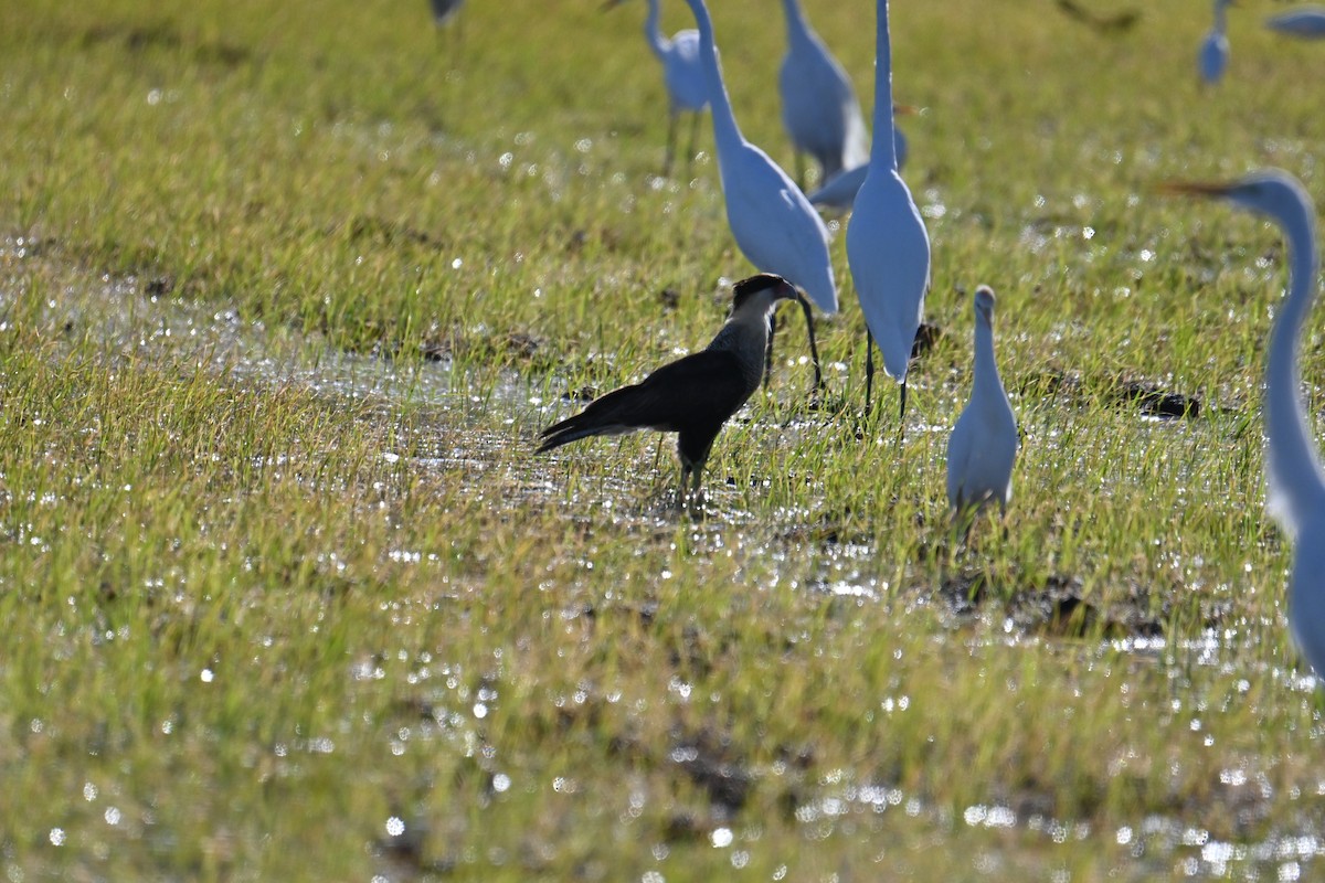 Crested Caracara - ML653881321