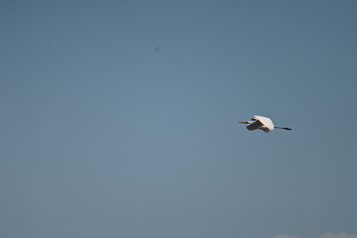 Great Egret - ML653881378