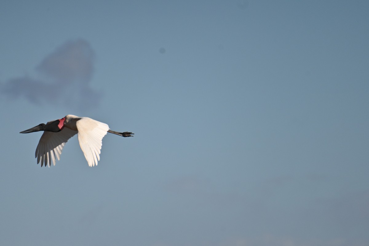 Jabiru - ML653881399