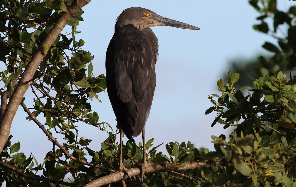 Great-billed Heron - Gary Leavens