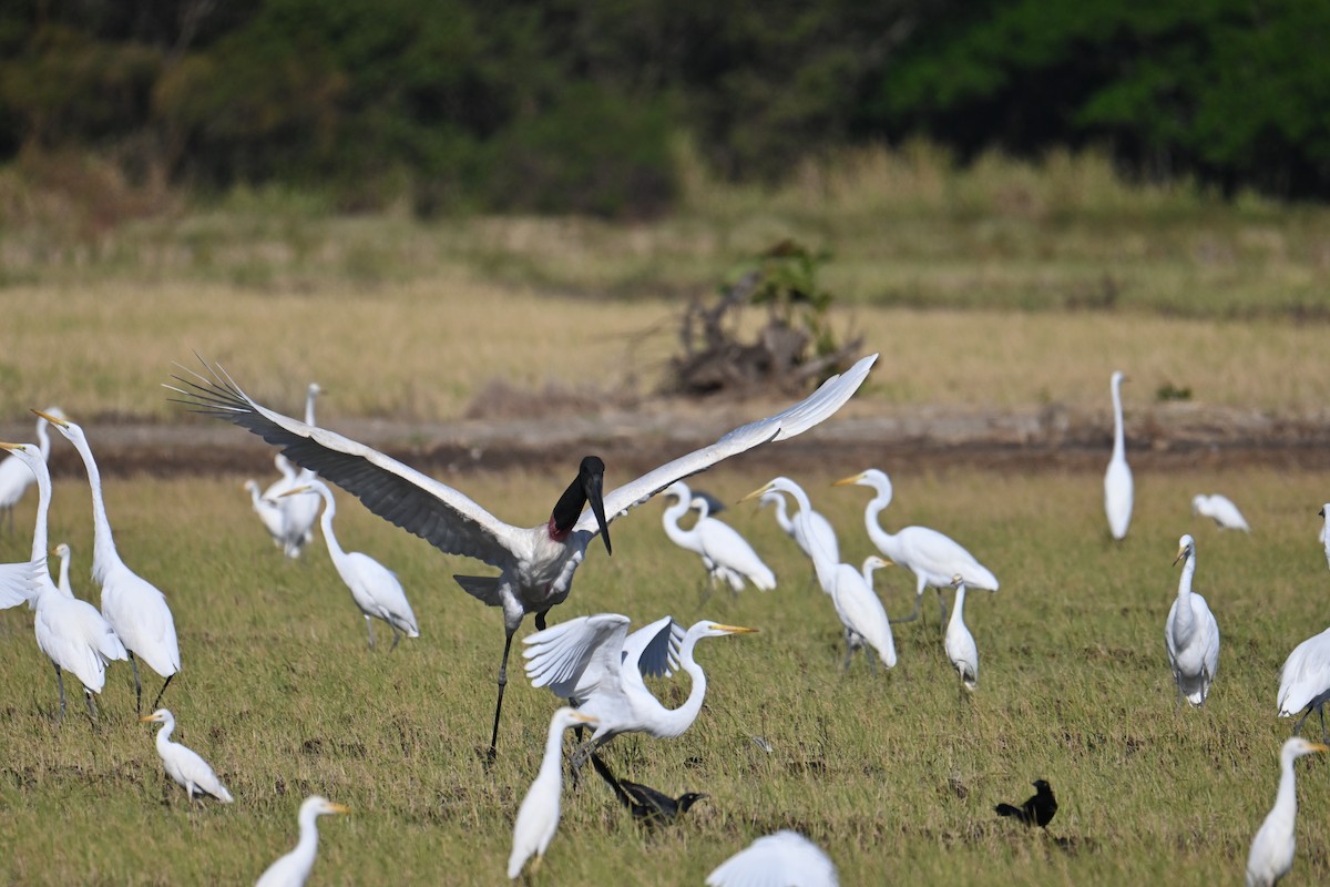 Jabiru - ML653881426