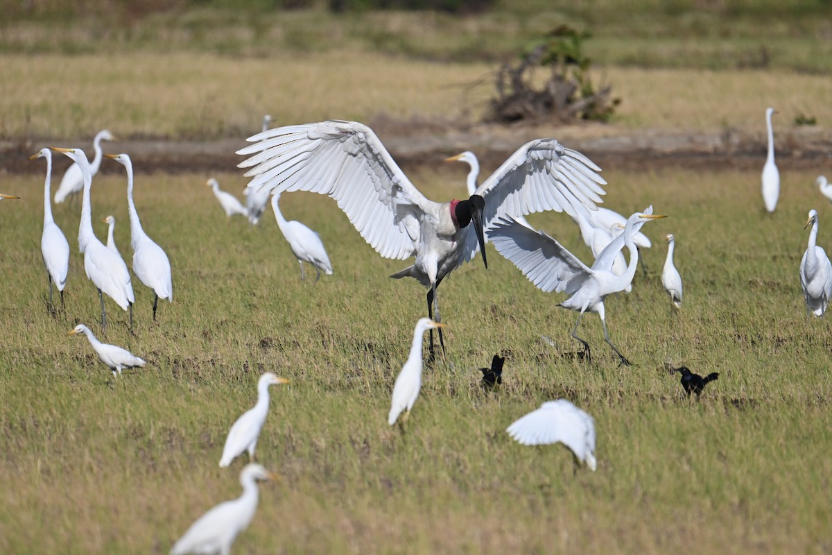 Jabiru - ML653881427