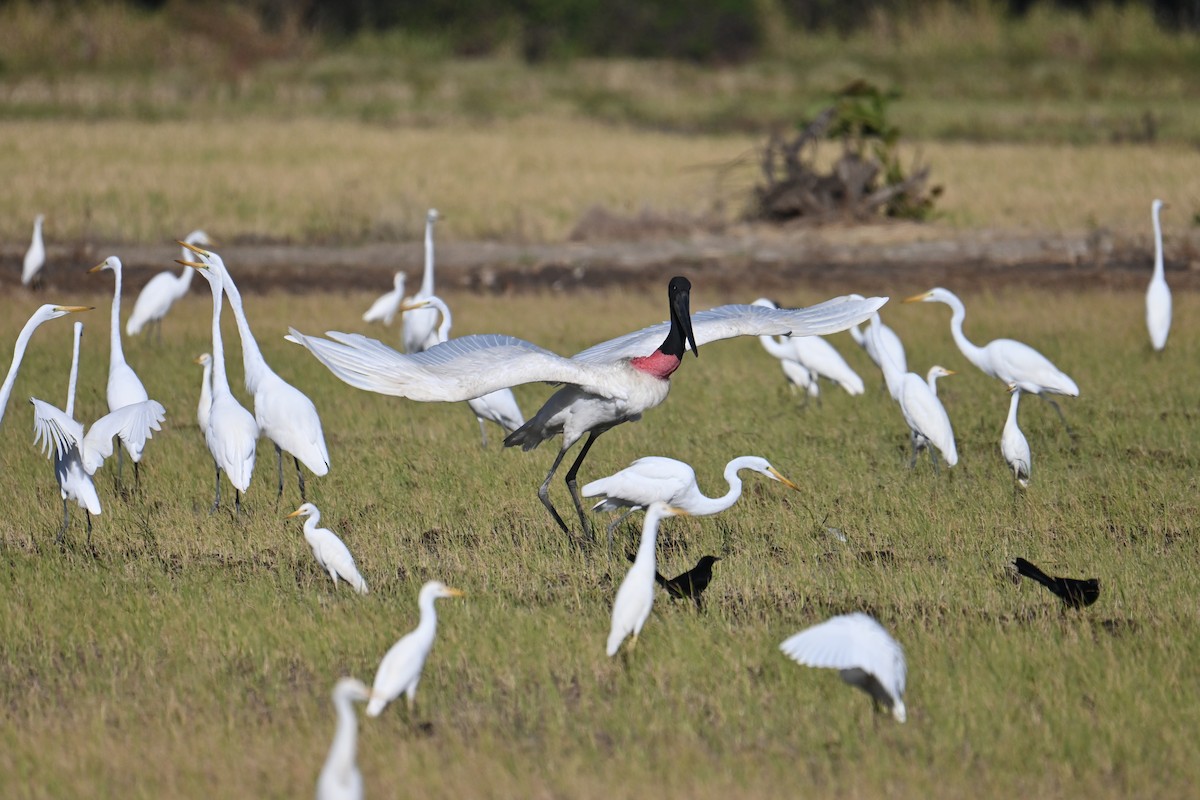 Jabiru - ML653881428