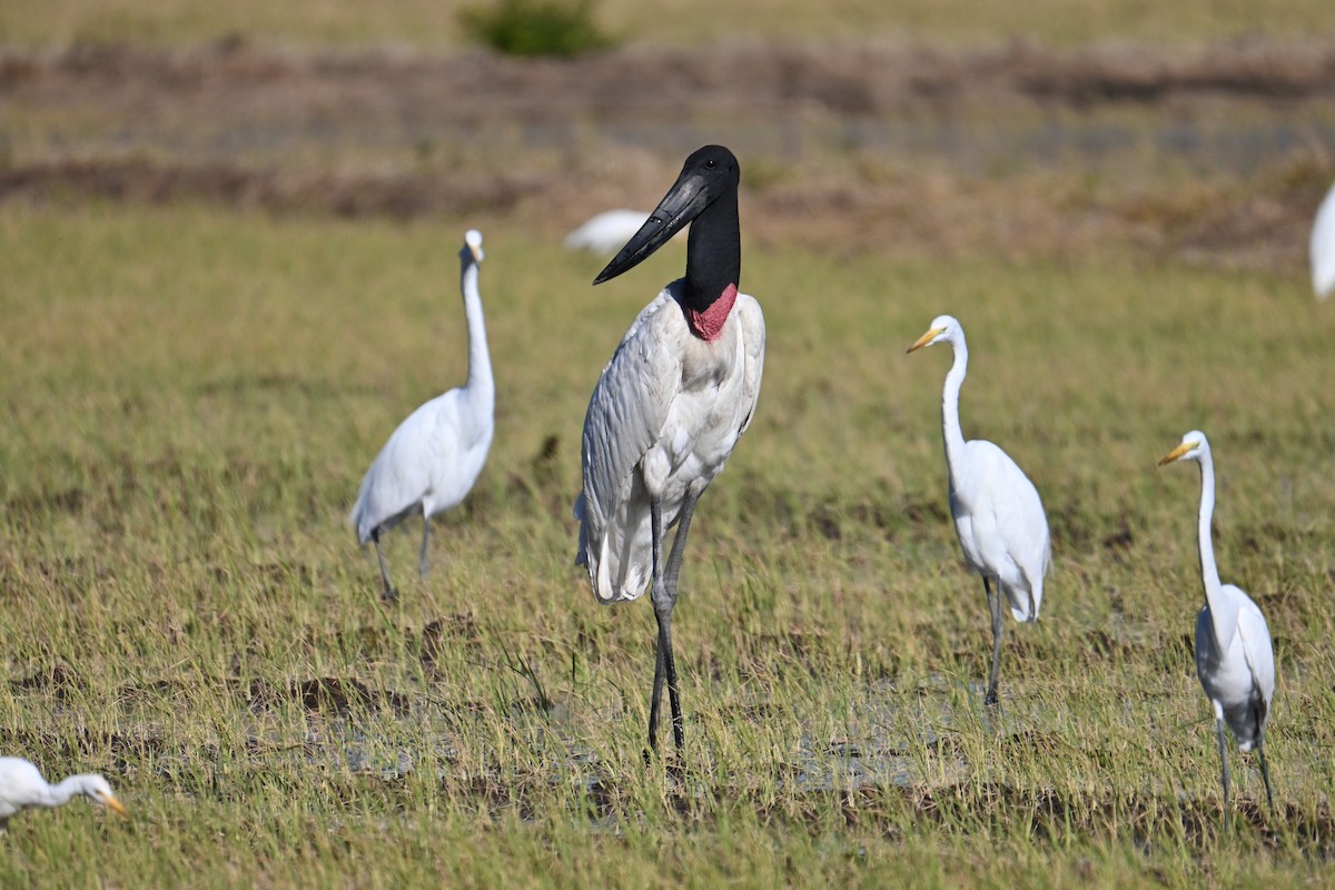Jabiru - ML653881429