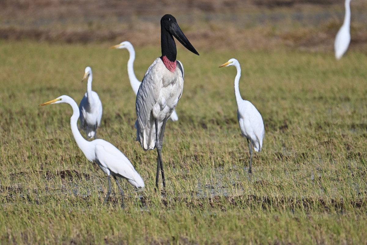 Jabiru - ML653881443