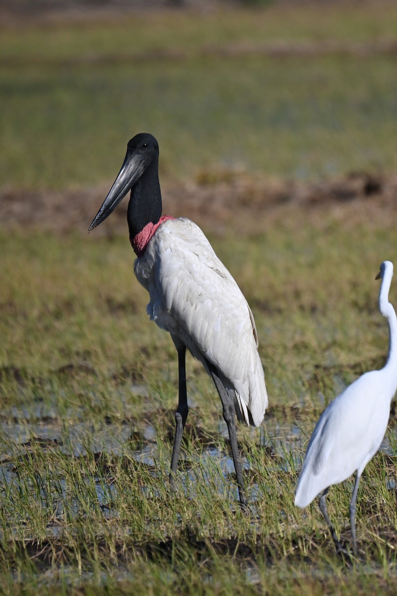 Jabiru - ML653881458