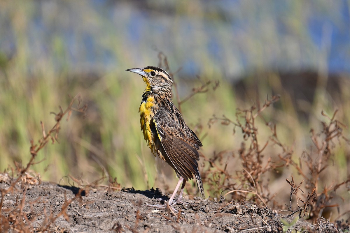 Eastern Meadowlark - ML653881494