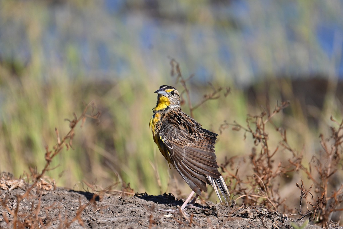 Eastern Meadowlark - ML653881495