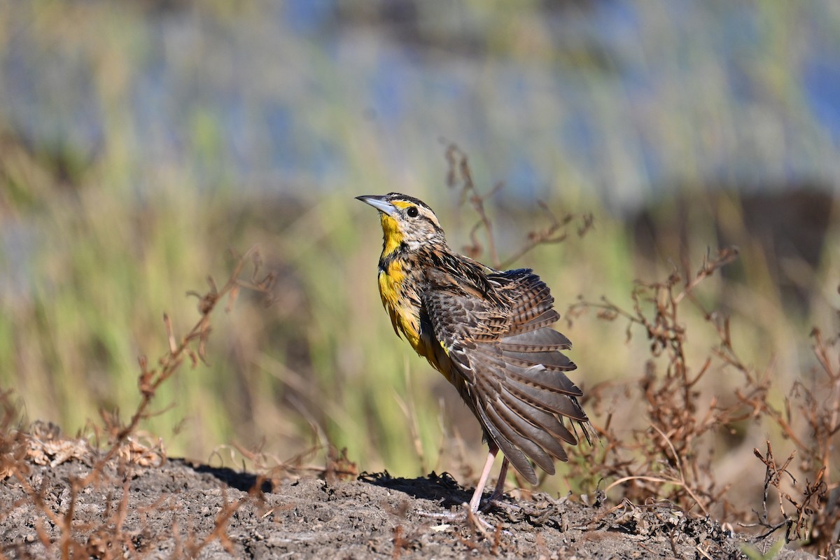 Eastern Meadowlark - ML653881496