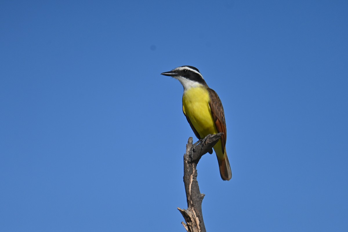 Great Kiskadee - ML653881505