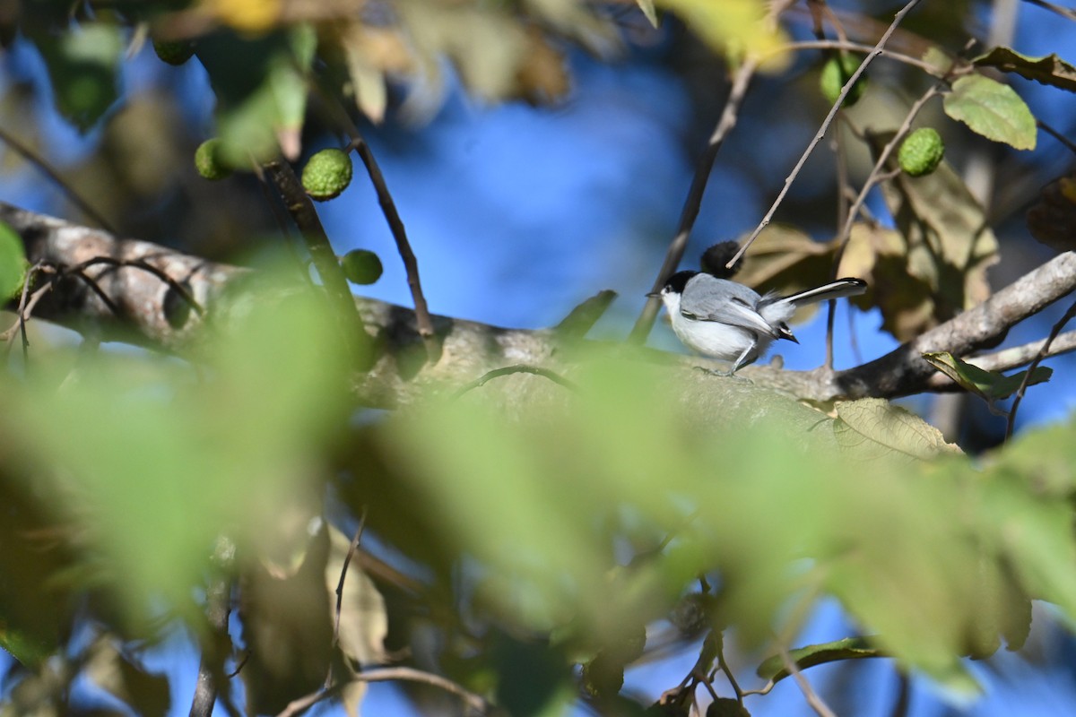 White-lored Gnatcatcher - ML653881856