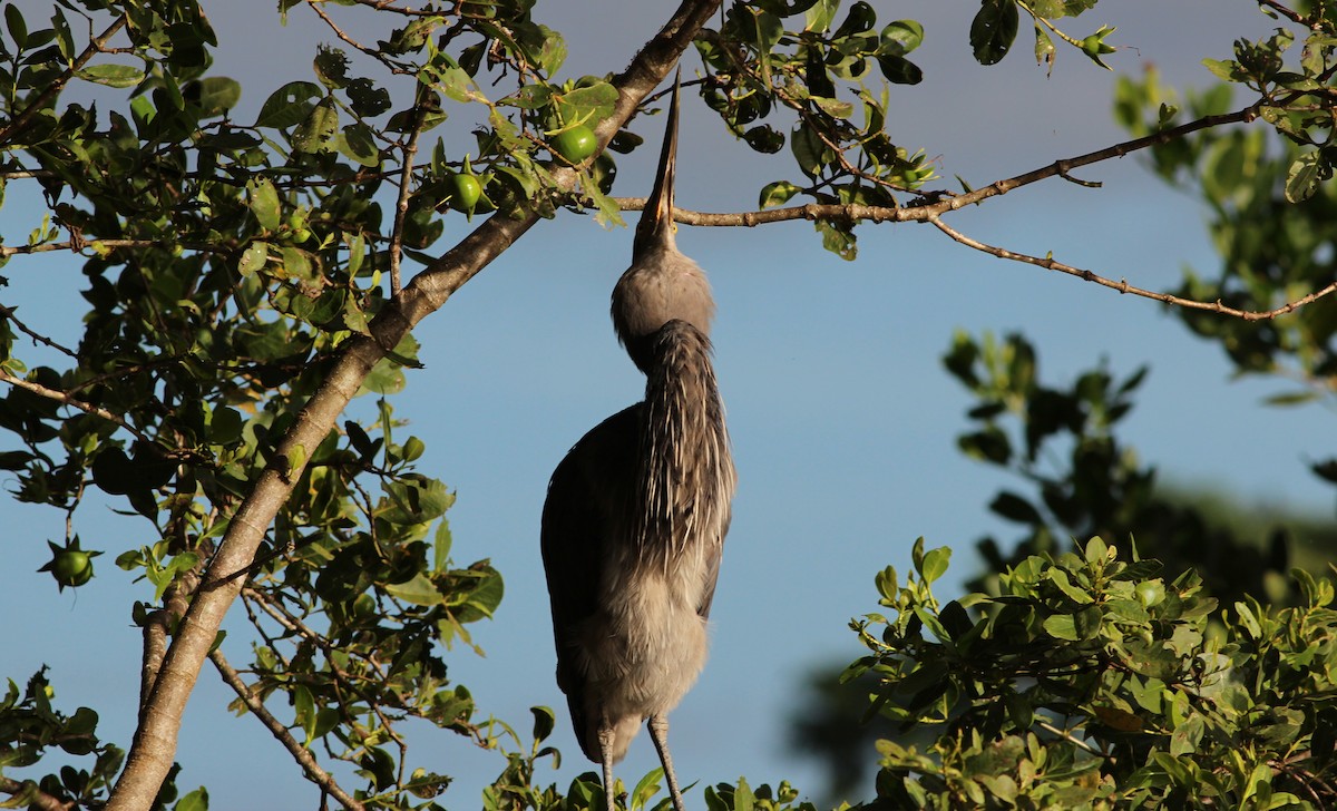 Great-billed Heron - ML65388261