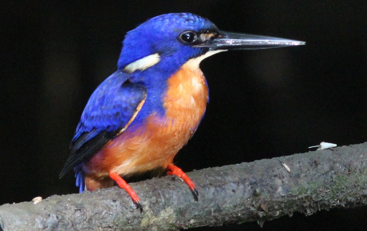 Azure Kingfisher - Gary Leavens