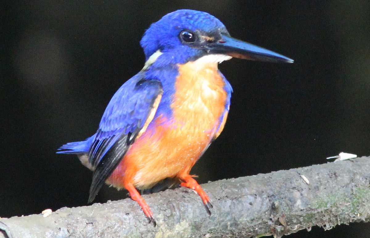 Martin-pêcheur à dos bleu - ML65388491