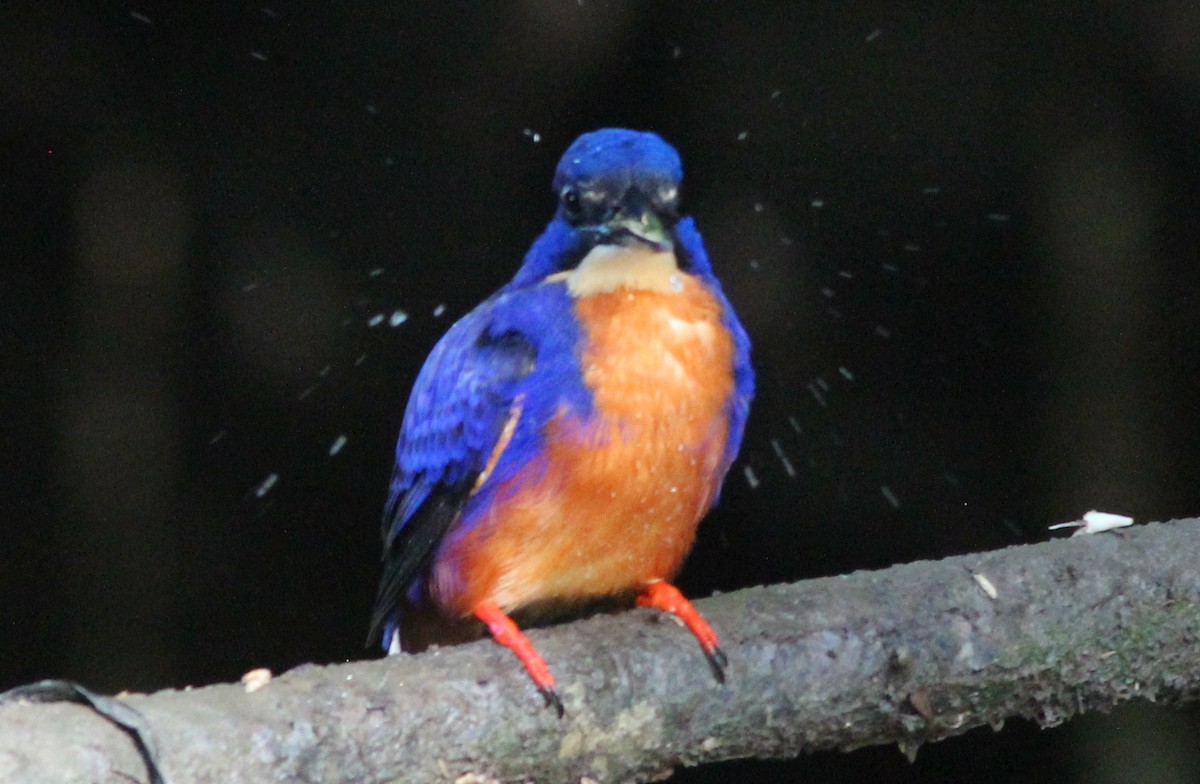 Azure Kingfisher - Gary Leavens