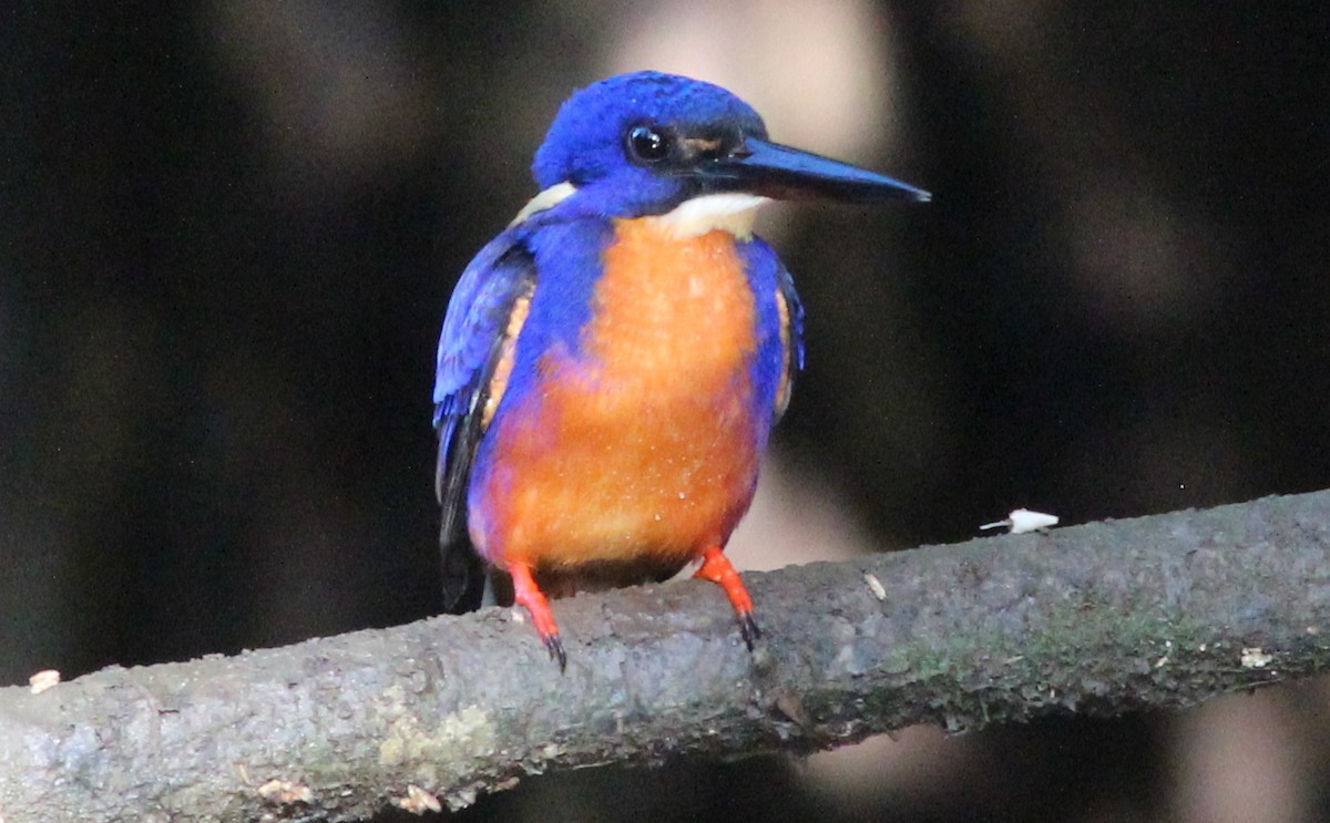 Martin-pêcheur à dos bleu - ML65388521