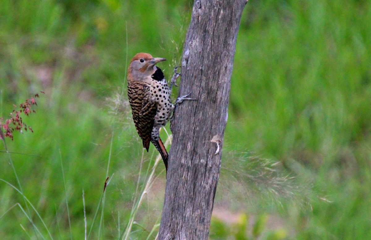 Northern Flicker - LISETH DE LEON