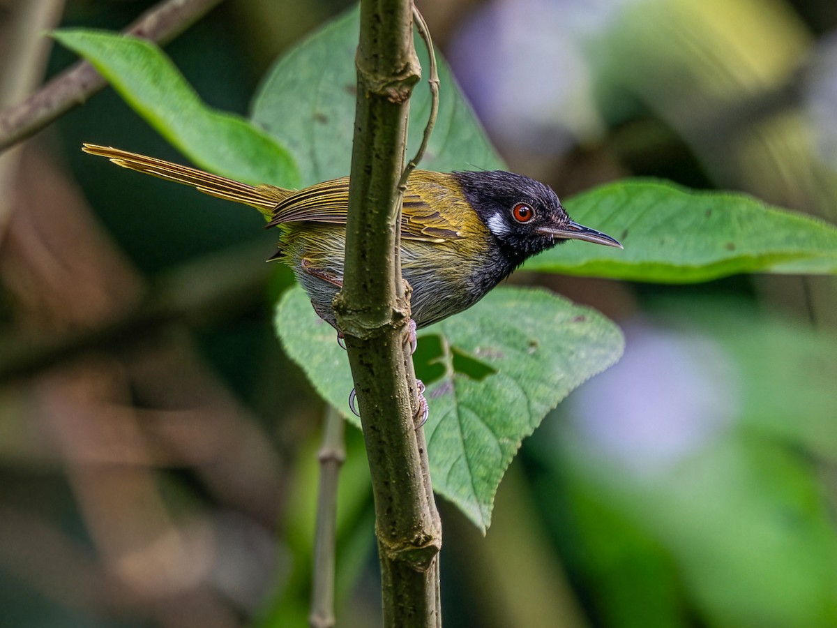 White-eared Tailorbird - Orthotomus cinereiceps - Birds of the World