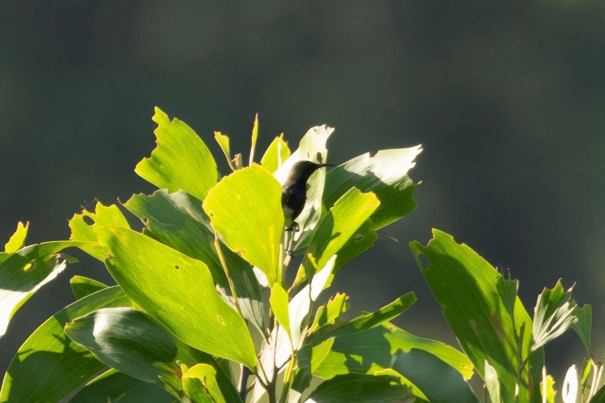 Ornate Sunbird (Cream-bellied) - ML653887353