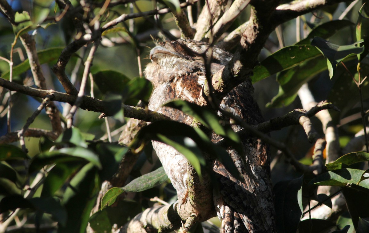 Papuan Frogmouth - Gary Leavens